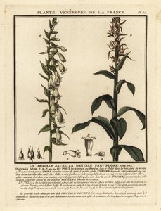 Halm-rævehandske, Digitalis lutea. af Unbekannter Künstler