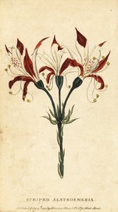 Stribet alstroemeria, Alstroemeria ligtu. ,1800 (gravering) af Unbekannter Künstler
