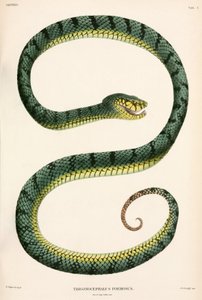 Sumatran Pit-Viper, Indonesien af Unbekannter Künstler
