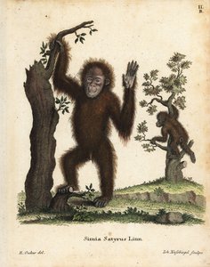 Sumatra-orangutang, Pongo abelii. Kritisk truet. Håndkoloreret kobberstik efter en illustration af R. Oakes fra Johann Christian Daniel Schreber