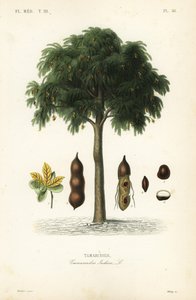 Tamarindtræ, Tamarindus indica, Tamarinier af Unbekannt