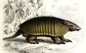 Encoubrt armadillo (Dasypus sexeinetus), edentes pattedyr. I "Dictionnaire universel d