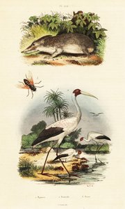 Tenrec, stork og hesteflue., 1834-1839 (gravering) af Unbekannter Künstler