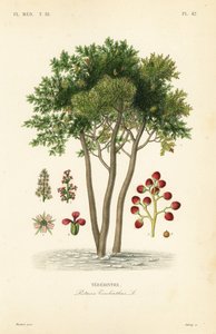 Terebinth eller terpentintræ, Pistacia terebinthus, Terebinthe af Unbekannt