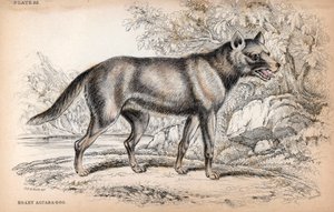 Chenu-ræven eller ræven fra Brasilien, Lycalopex vetulus - litografi af oberst Charles Hamilton Smith til illustration af Naturalist