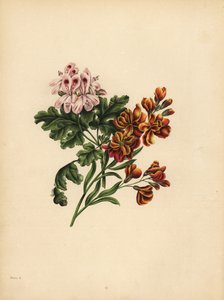 Helen Geranium, præference; Havemurblomsten, Troskab i Ulykke af Unbekannt