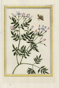 Den spanske jasmin. Spansk jasmin, Jasminum grandiflorum. Håndkoloreret radering fra Pierre Joseph Buchoz