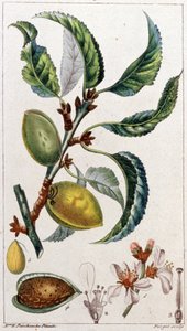 Mandeltræet, ca. 1801-1850 (kobberstik) af Unbekannter Künstler
