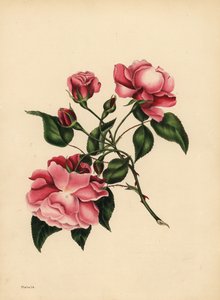 Den evigt blæsende Rose, Skønhed altid ny af Unbekannt