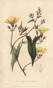 Scammonee (Convolvulus scammonia) - stærkt vand af William Clarke til illustration af "Medical Botanical, Description of the Medicinal Plants of London, Edinburgh, and Dublin" af John Stephenson og James Morss Churchill, udgivet i London af John Churc. af Unbekannter Künstler