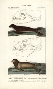 Havbjørnen eller den nordlige pelssæl (arctocephale) og søløven eller søløven (platyrhynque) - Eau forte af Jean Gabriel Pretre (1780-1845), graveret af Carnonkel, til den naturvidenskabelige ordbog: pattedyr af Frederic Cuvier, redigeret af Pierre Jean Fr af Unbekannter Künstler