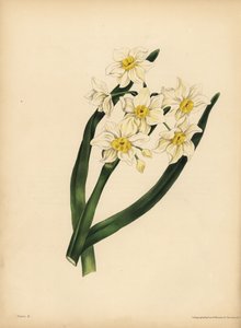 Den snefnug-bladede Narcissus, Egoisme og selvkærlighed af Unbekannt