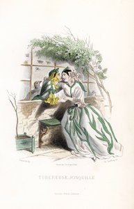 En knoldfebril og en alfepåskelilje kurtiserer på en havebænk ved siden af en mur - Eau forte af Charles Geoffroy (1819-1882), baseret på en illustration af Jean Ignace Isidore Gerard dit J.J.Granville (1803-1847) til Les fleurs animees. af Unbekannter Künstler