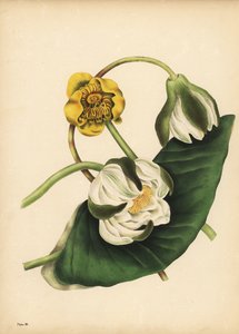 Den hvide åkande, Nymphaea odorata og gul åkande, Nuphar lutea, Silence af Unbekannt