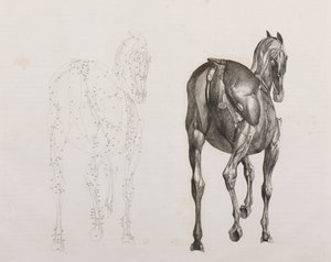 Tredje dissekeret lag af en hest, set bagfra af Unbekannt