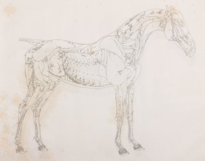 Tredje dissekeret lag af en hest, set fra siden af Unbekannt