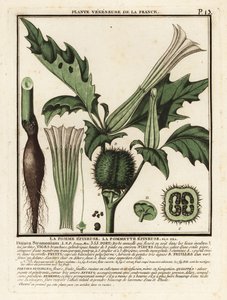 Tornæble, Datura stramonium. af Unbekannter Künstler