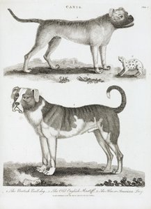 Tre typer hunde af Unbekannt