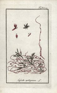 Timian-cuscute eller lille blomster-cuscute (Cuscuta epithymum). Litografi fra "Afbeelding der Artseny-Gewassen" af Johannes Zorn (1739-1799), Holland af Unbekannter Künstler
