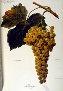 Titelblad til en fransk generel afhandling om vindyrkning (dyrkning af druer til vin) 1905 af Unbekannter Künstler
