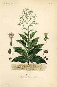 Tobaksplante, Nicotiana tabacum, Tabac af Unbekannt