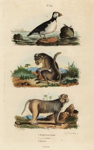 Toque macaque, Macaca sinica, truet 1, rhesus macaque, Macaca mulatta 2 og parakit auklet, Aethia psittacula 3 af Unbekannt
