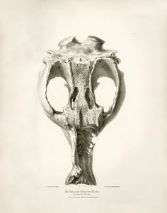 Toxodon Crane, et forhistorisk dyr fundet af Charles Darwin nær Montevideo, Uruguay, under hans opdagelsesrejse ombord på Beagle. The Zoology of the voyage of H.M.S. Beagle under kommando af kaptajn Fitzroy i årene 1832 til 1836 redigeret og udgivet af af Unbekannter Künstler