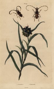 Trachyderes succinctus 1, Trachyderes mandibularis 2 og Virginia edderkop, Tradescantia virginiana 3 af Unbekannt