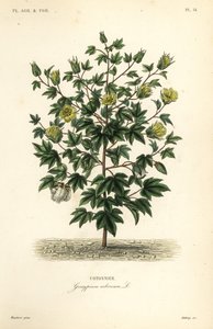 Træbomuld, Gossypium arboreum, Cotoninier af Unbekannt