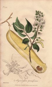 Febertræ (Myroxylon peruiferum) - stærkt vand af William Clarke til illustration af "Medical Botanical, Description of the Medicinal Plants of London, Edinburgh and Dublin" af John Stephenson og James Morss Churchill, udgivet i London af John Church af Unbekannter Künstler