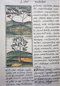 Træer, vilde cypresser og graner, side fra Florentine Codex, tosproget version på spansk og Nahuatl, General History of Things of New Spain, af den spanske missionær Fray Bernardino de Sahagun (1499-1590). Aztekisk civilisation af William M. Timlin