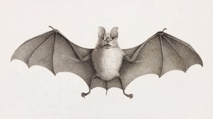 Trident Horseshoe bat, flagermus i Egypten af Unbekannt