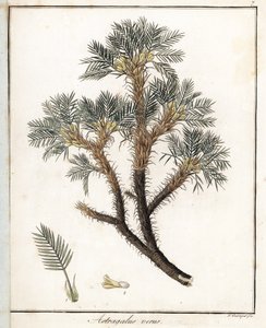 Ægte Astragalus - Litografi af F. Guimpel, uddrag fra medicinsk botanik af Friedrich Gottlob Haynes (1763-1832), Berlin af Unbekannter Künstler