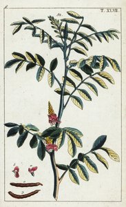 Ægte indigo, Indigofera tinctoria. af Unbekannter Künstler