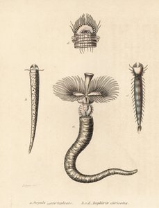 Rørorm, Serpula vermicularis (Serpula contortuplicata), og vifteorm, Amphictene auricoma (Amphitrite auricoma). Håndkoloreret litografi af Gebhart efter en illustration af Zehner fra Georg Friedrich Treitschkes naturhistoriske galleri, Naturhistoris. af Unbekannter Künstler