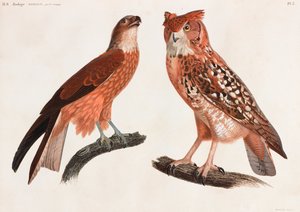 To farveillustrationer af fugle af Unbekannt