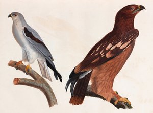 To farveillustrationer af fugle af Unbekannt