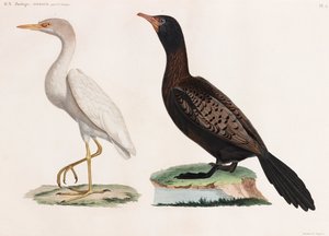 To farveillustrationer af fugle af Unbekannt
