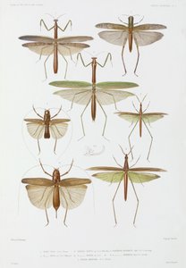 Typer af insekter, Australien og Indonesien af Unbekannter Künstler