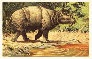Uintatherium anceps, uddødt planteædende pattedyr fra eocæn.1908 (litografi) af Unbekannter Künstler