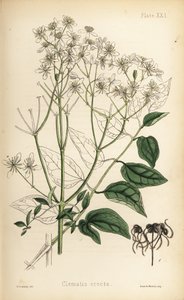 Oprejst jomfruhummer, Clematis recta (Clematis erecta). Håndkoloreret litografi af Henry Sowerby fra Edward Hamiltons Flora Homeopathica, Bailliere, London. af Unbekannter Künstler