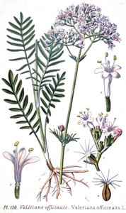 Valerian officinale, c.1880-1900 (engraving) af Unbekannter Künstler