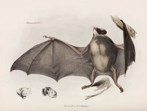 Vampyr flagermus, Sydamerika, c 1832-1836 af Unbekannter Künstler