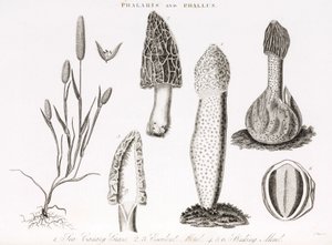 En række vandlevende græsser og morkelsvampe af Unbekannt