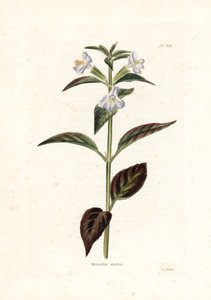 Variete de mimule - Litografi af George Cooke, til det britiske magasin Conrad Loddiges (1738-1826) af Unbekannter Künstler