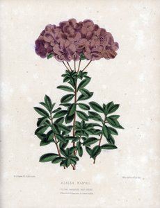 Varietet af Azalee marvel, med små halvfyldte blomster af typen Amcena, lyslilla farve. Litografi af Worthington G.Smith (1835-1917), udgivet i Floral Magazine. af Unbekannter Künstler