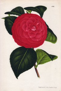 Varieté af hybridkameliaer, kaldet Marchesa Davia (Camellia japonica, Thea japonica) med røde blomster, der er årede med karmoisinrødt. Kromolitografi af P.de Pannemaeker, udgivet omkring 1880 i Gent (Belgien), i L