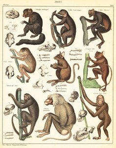 Varianter af aber. ,1841 (litografi) af Unbekannter Künstler
