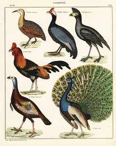 Sorter af fugle. ,1841 (litografi) af Unbekannter Künstler