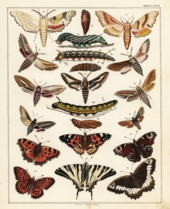 Varianter af sommerfugle, møl osv., 1841 (litografi) af Unbekannter Künstler